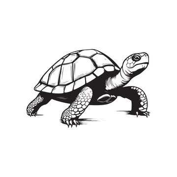 Turtle Vector Images, Illustration Of a Turtle