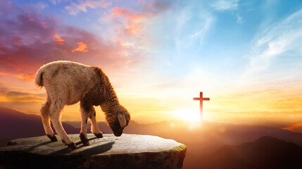 a lost sheep on cross sunset background.