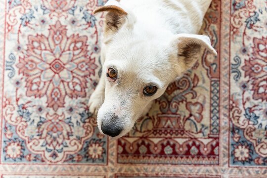 Photo of a Jack Russell Terrier dog