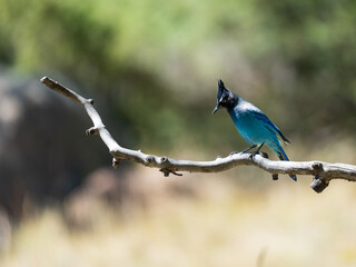 Stellar's Jay perched on a branch