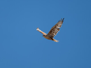 Ferruginous Hawk in flight in Colorado