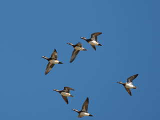 Northern Shoveler ducks in flight