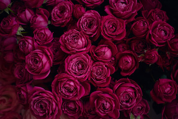 Close-up of a bouquet of dark pink roses on a black background