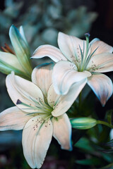 Close-up capture of two white lilies in full bloom, adorned with pink speckles on their petals