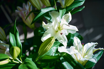 pristine white lilies in full bloom, bathed in natural light, showcasing their delicate beauty against a softly blurred background Close-up