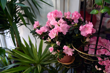 photo of a beautiful pink azalea plant in a terracotta pot, hanging from a black metal stand. The plant is surrounded by other green plants