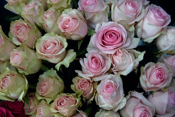 close-up photograph of a bouquet of pink roses. The roses are in various stages of bloom and are arranged tightly together.