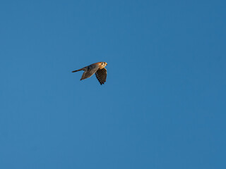 Male adult American Kestrel in flight