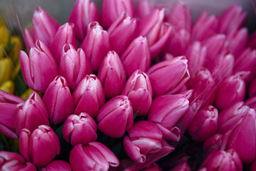 Fototapeta premium close-up shot of a bouquet of pink tulips in full bloom, exuding the freshness and beauty of spring. The vibrant colors and delicate petals of the flowers are set against a soft, abstract background