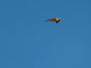 Male adult American Kestrel in flight