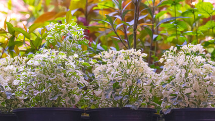 Focus at row of beautiful variegated Ming Aralia or Polyscias sp. plant in plastic pots with blurred green bush plant background in home gardening area
