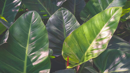 Green foliage ornamental plant background. Group of Philodendron sp. ‘Ruaysap’ leaves are...