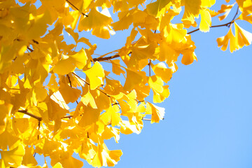 日本の秋　美しいイチョウの黄葉と青空