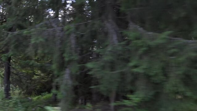 POV Car, Traffic by Forest Road, Car Driving by Wood on Highway, Window View, Pov Tracking Auto Nature Landscape, Pov