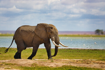 Fototapeta na wymiar Elefanten im Nationalpark Amboseli, Tsavo Ost und Tsavo West in Kenia