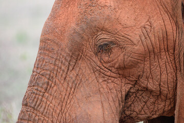 Elefanten im Nationalpark Amboseli,  Tsavo Ost und Tsavo West in Kenia