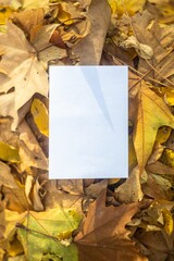 Autumn layout  mockup with yellow and orange leaves with postcard for your text