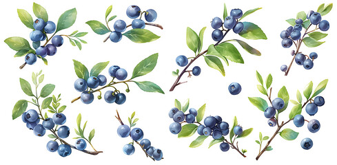 blueberry branch in watercolor illustration clipart. Generative AI