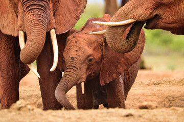 Elefanten im Nationalpark Amboseli,  Tsavo Ost und Tsavo West in Kenia