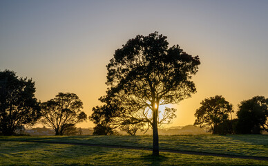 Naklejka premium Pohutukawa trees at sunrise. Sunbeam starburst shining through the tree branches. Auckland.