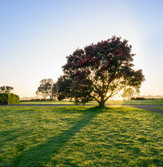Pohutukawa blooms at sunrise. Sunbeam starburst shining through the tree branches. Auckland....