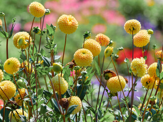 Sunny summer chrysanthemums. Yellow chrysanthemums on a light blurred background