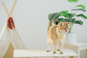 happy with cat concept with british cat play on camping table with camp and tropical tree and white background