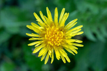 yellow dandelion