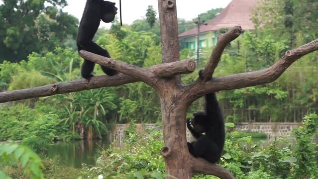 Javanese Langur or Trachypithecus auratus at the Solo Safari Zoo, Surakarta, Indonesia