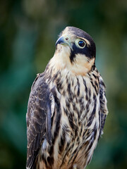 Falcon hobby. A small bird of prey from the falcon family