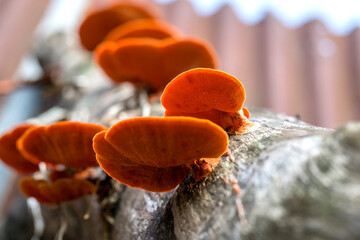 mushrooms on a tree trunk