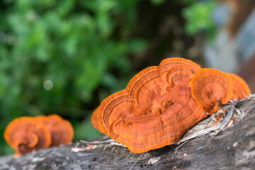 orange flower on a rock