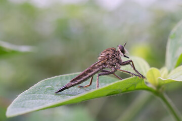 dragonfly on a leaf
