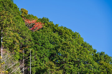 山の斜面に紅葉した一本の木