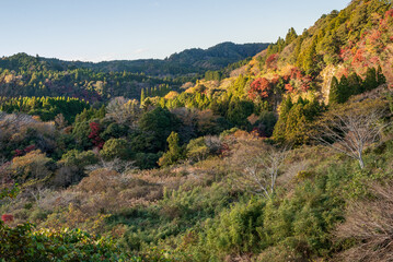 Fototapeta na wymiar 山の斜面で色付き始めた紅葉