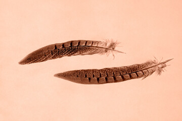 Two pheasant feathers on a solid background. Flat lay, place for text. Peach fuzz is color of year 2024. - obrazy, fototapety, plakaty