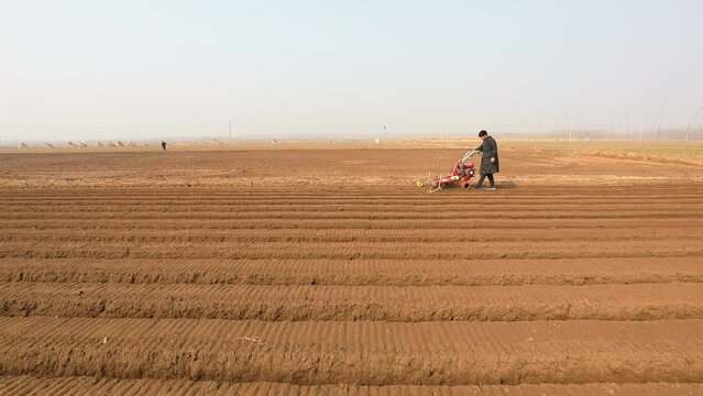 farmers operate ditching machines to dig ditches to plant ginger on a farm in North China
