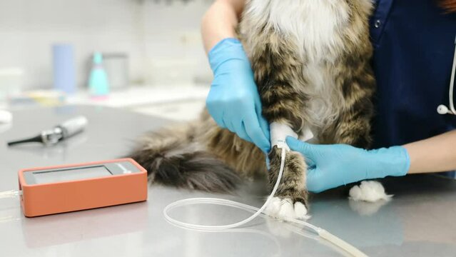 Close-up video of a veterinarian measures a tomcat's blood pressure. Veterinarian doctor examining a Maine Coon cat at veterinary clinic. Pet health. Tests and vaccination in the veterinary office.