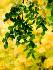 Autumn landscape. Composition of yellow and green leaves..Bright fall foliage as background or texture