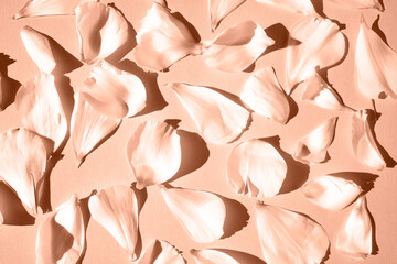 Rose petals on a solid background. Flat lay, close-up. Peach fuzz is color of year 2024.
