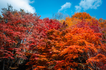 The warm autumn red orange trees, golden treetops leaves against clear cloud blue sky background in autumn season, Japan.