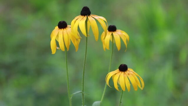 rudbeckia hirta blooming in the garden, North China