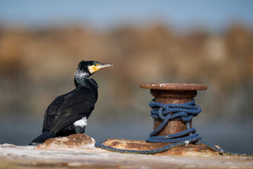 Great cormorant (Phalacrocorax carbo)