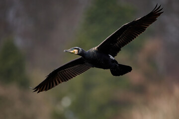 Great cormorant (Phalacrocorax carbo)