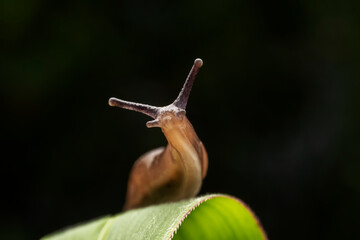 slug inhabiting on the leaves of wild plants