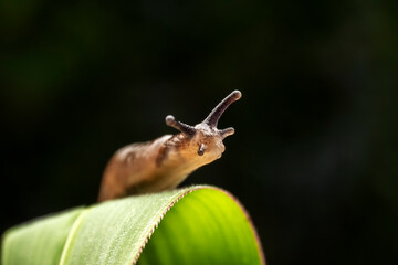 slug inhabiting on the leaves of wild plants