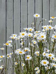 Margeriten mit weißen Blüten vor einem grau gestrichenen Holzzaun - 690529372