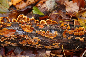 Yellow brown orange colored crust fungus (Stereum hirsutum) and moss growing on a dead tree branch. Wild mushroom found in December in the Heidehaus forest in Hanover, Lower Saxony, Germany.