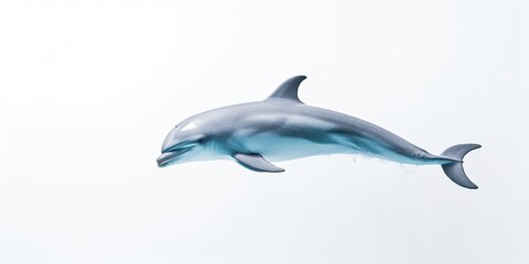 Dolphin in blue waters: Playful marine mammal, diving, jumping, and showcasing their intelligent, joyful nature.