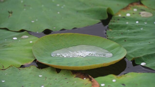 Green lotus leaves in the pond